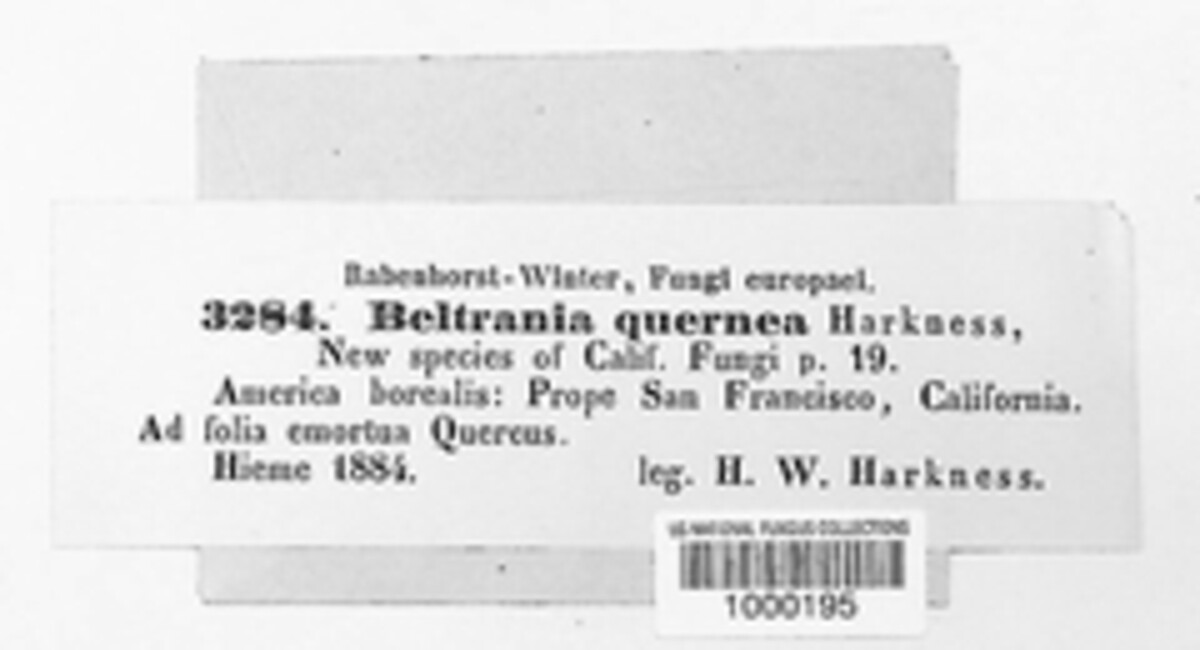 Beltrania querna image